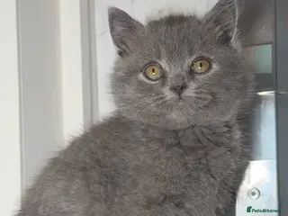 British Shorthair cats Cinnamon carrier Kittens - Advert 11
