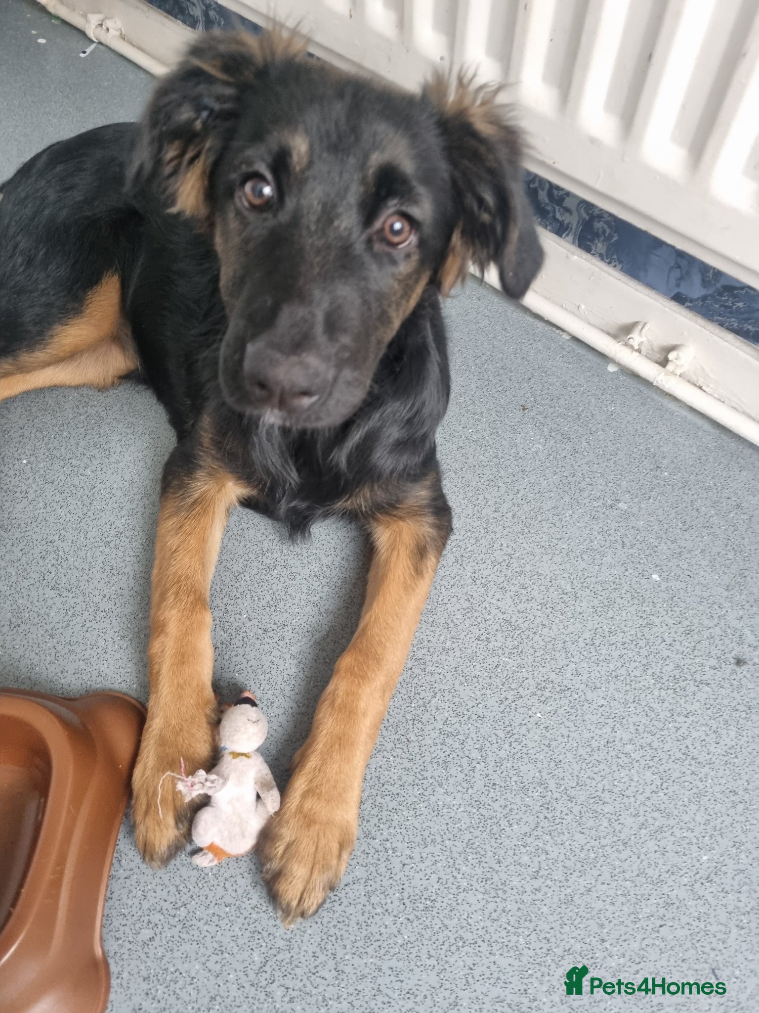 Sheprador dogs for sale: 2 Female dogs - Advert 3