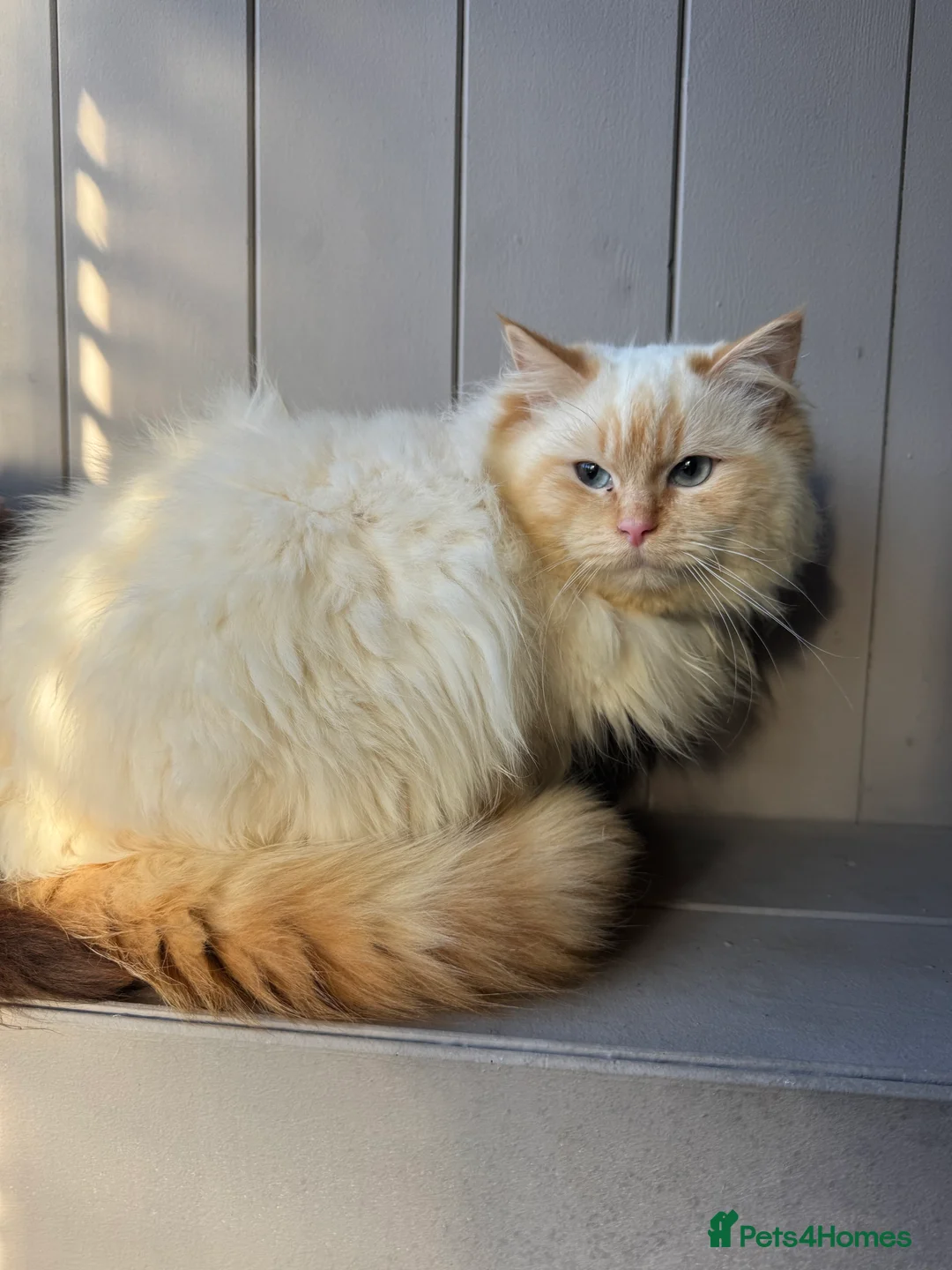Ragdoll cats for stud: Flame point Ragdoll for stud - Advert 2