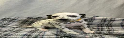 Dalmatian dogs for sale: Dalmatian puppies  in Okehampton - Advert 10