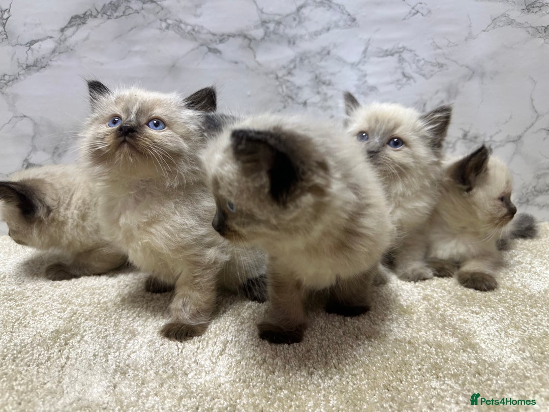 Ragdoll cats for sale: Pure Beautiful Ragdoll Kittens  - Advert 6