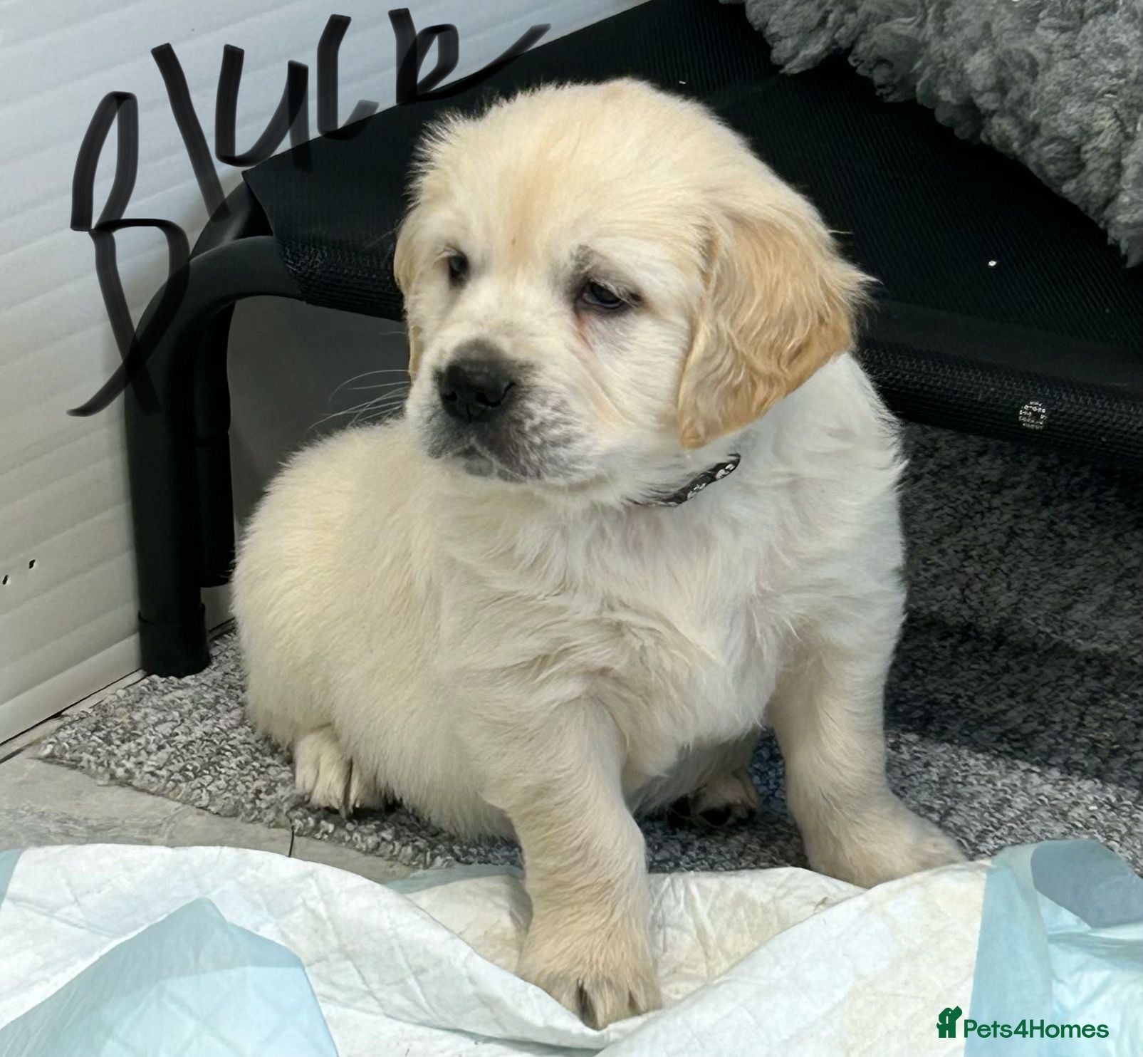 Golden Retriever dogs Fully health tested kc registered litter - Advert 8