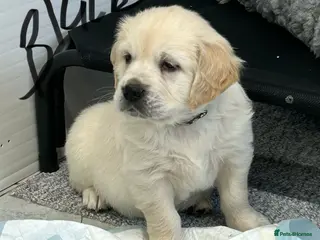 Golden Retriever dogs Fully health tested kc registered litter - Advert 8