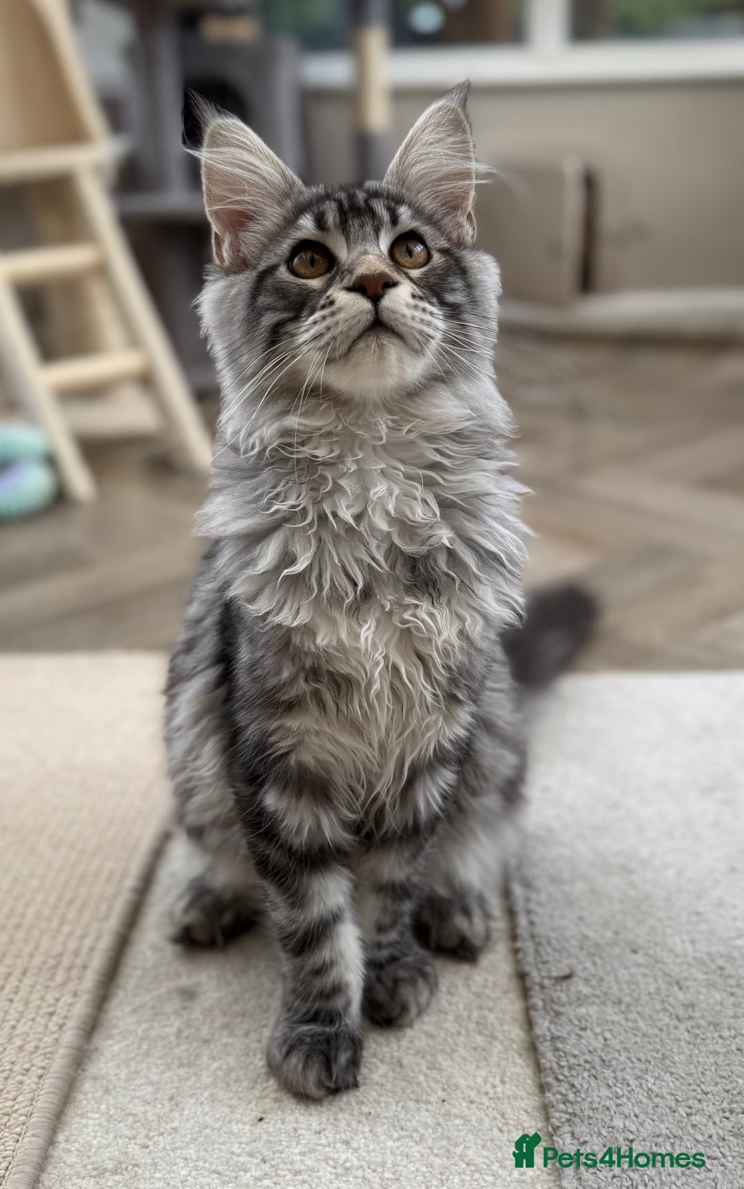 Maine Coon cats for sale: Outstanding pedigree kittens ACTIVE - Advert 12