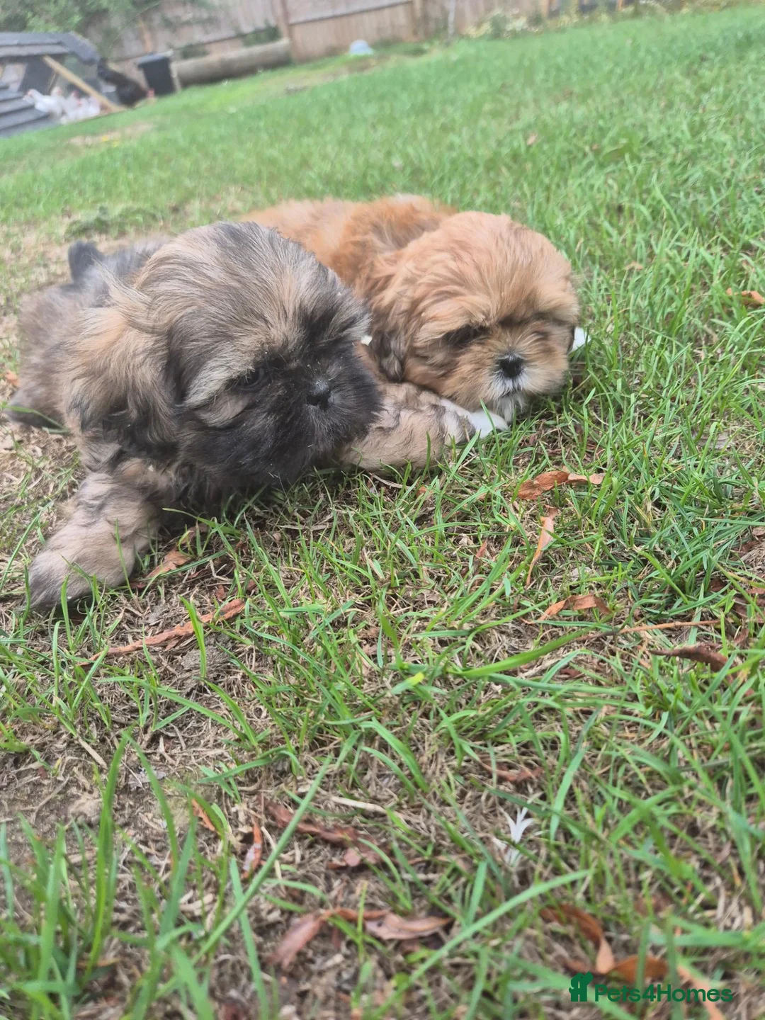 Shih Tzu dogs for sale: Shih Tzu Puppies - Advert 2