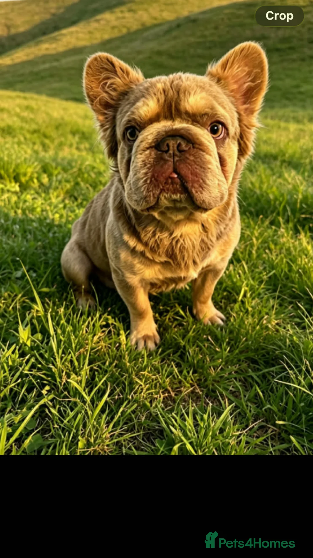 French Bulldog dogs for stud: 💥💥 **  new shade, visual fluffy STUD💥💥 in Lochgelly - Advert 3