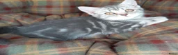 British Shorthair cats for sale: Super GCCF registered kittens  - Advert 9