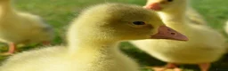 Geese poultry for sale: Friendly Large-Strain Embden Goslings - 2026 Hatch - Advert 4