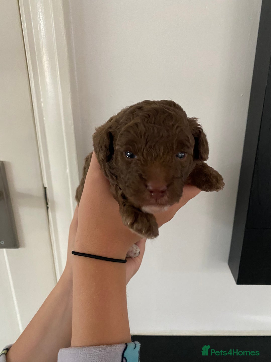 Cavapoo dogs for sale: Beautiful F1b Cavapoo girl  - Image 14