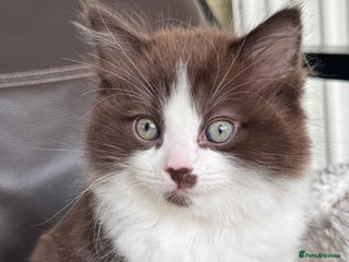 Ragdoll cats 🤎Rare chocolate cinnamon mitted Ragdoll - Advert 18