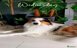 Border Collie dogs for stud: Hugo  - Image 1