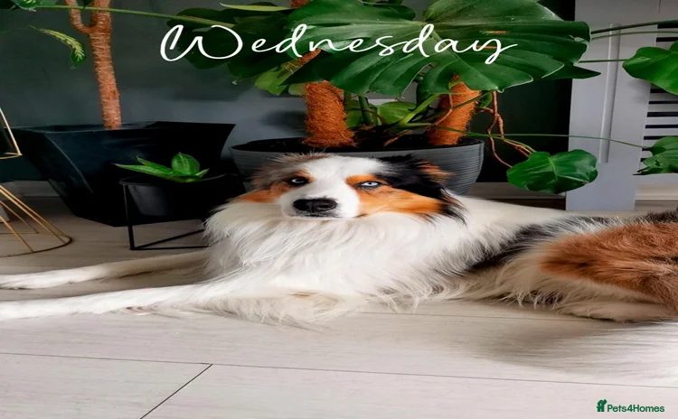 Border Collie dogs - Advert 9