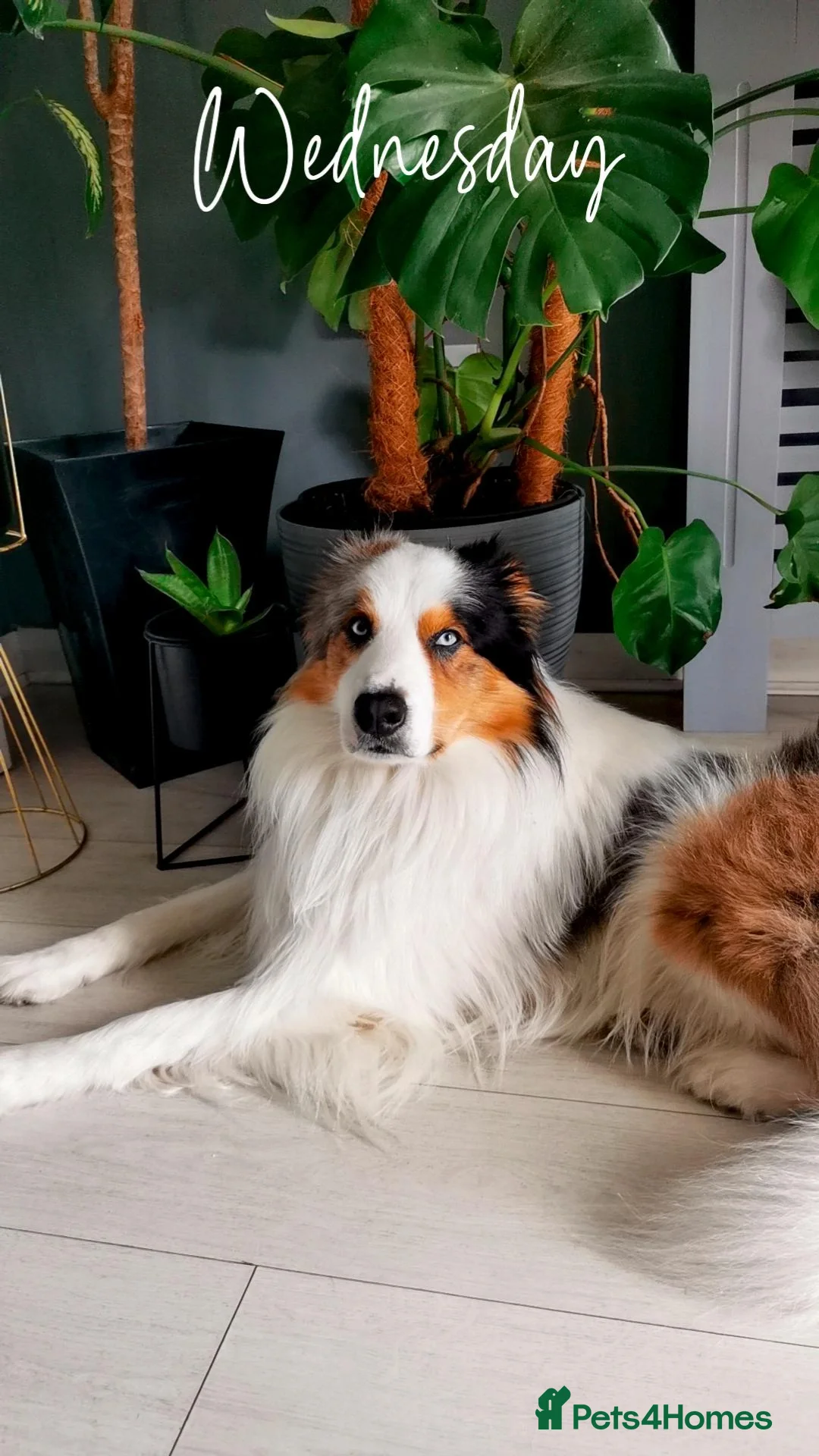 Border Collie dogs for stud: Hugo  - Image 1