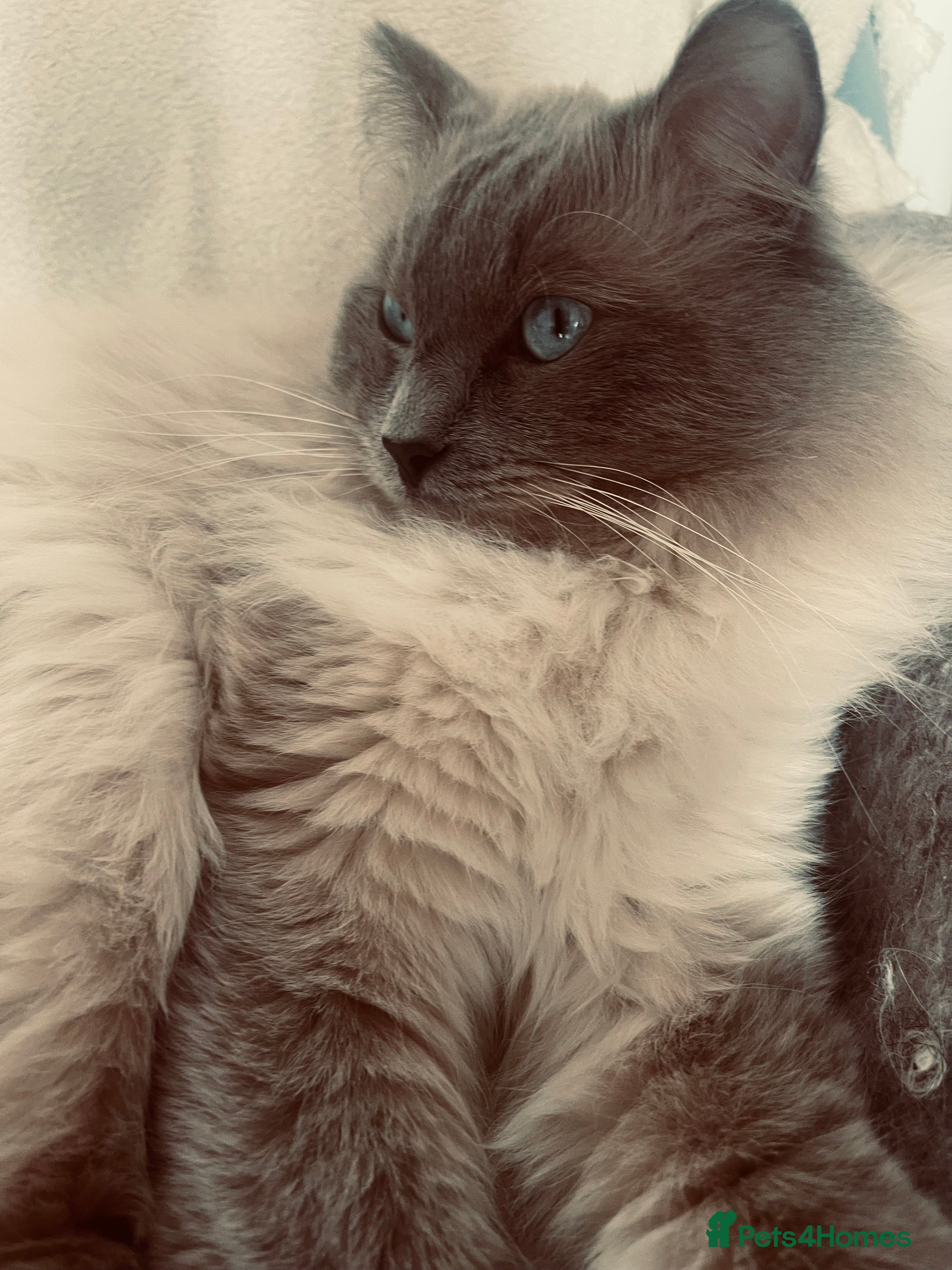 Ragdoll cats GCCF Proven Stud carrying chocolate in Glasgow - Advert 3