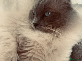 Ragdoll cats in Glasgow - Advert 31