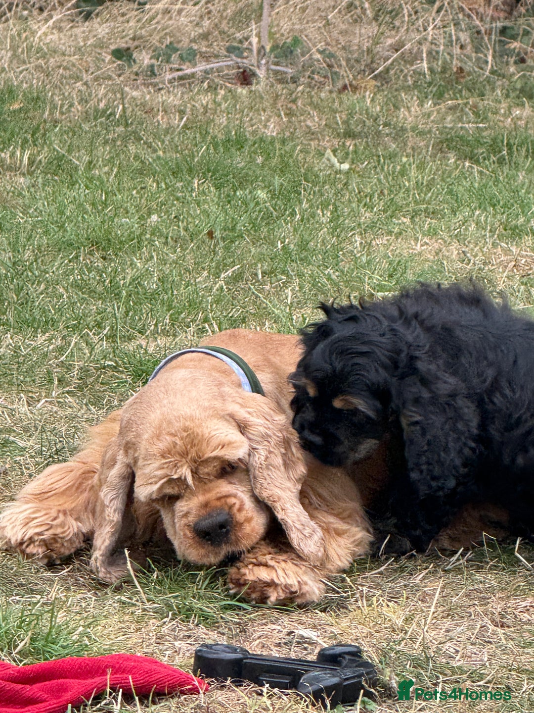 American Cocker Spaniel dogs for sale: Quality American Cocker spaniel puppies  - Image 10
