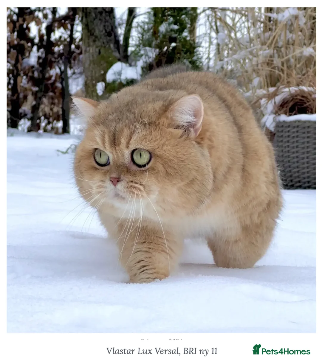 British Shorthair cats for sale: British Shorthair BSH Black Golden Shaded - Advert 8