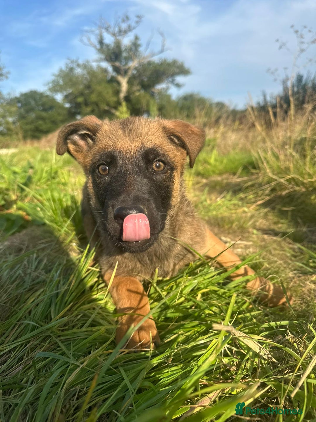 Mixed Breed dogs for sale: German shepherd x Belgian shepherd puppies - Image 13