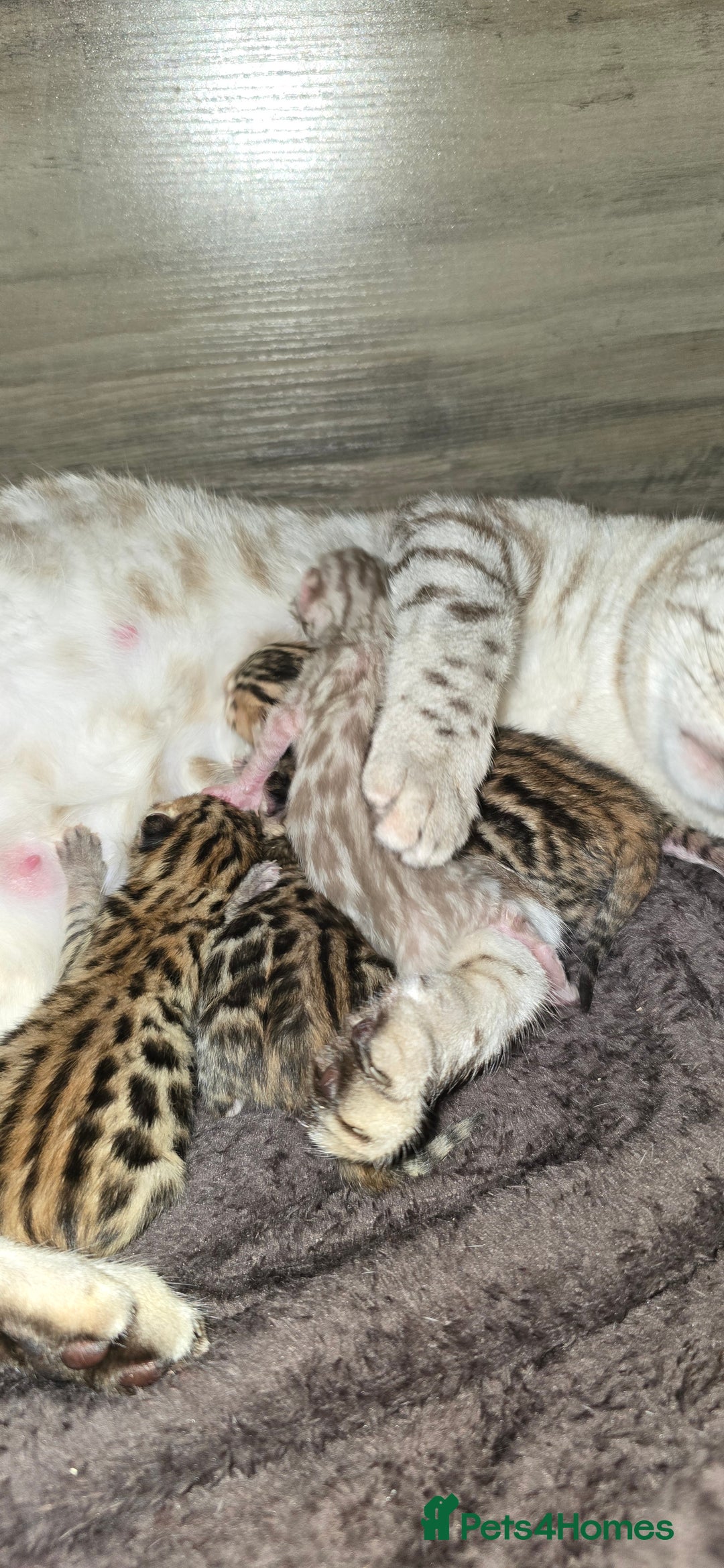 Bengal cats for sale: TICA Champion 2 boys available for reservation! - Advert 13