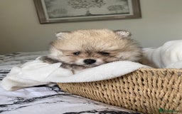 Pomeranian dogs for sale: Pomeranian  - Image 6