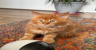 Maine Coon cats - Advert 13
