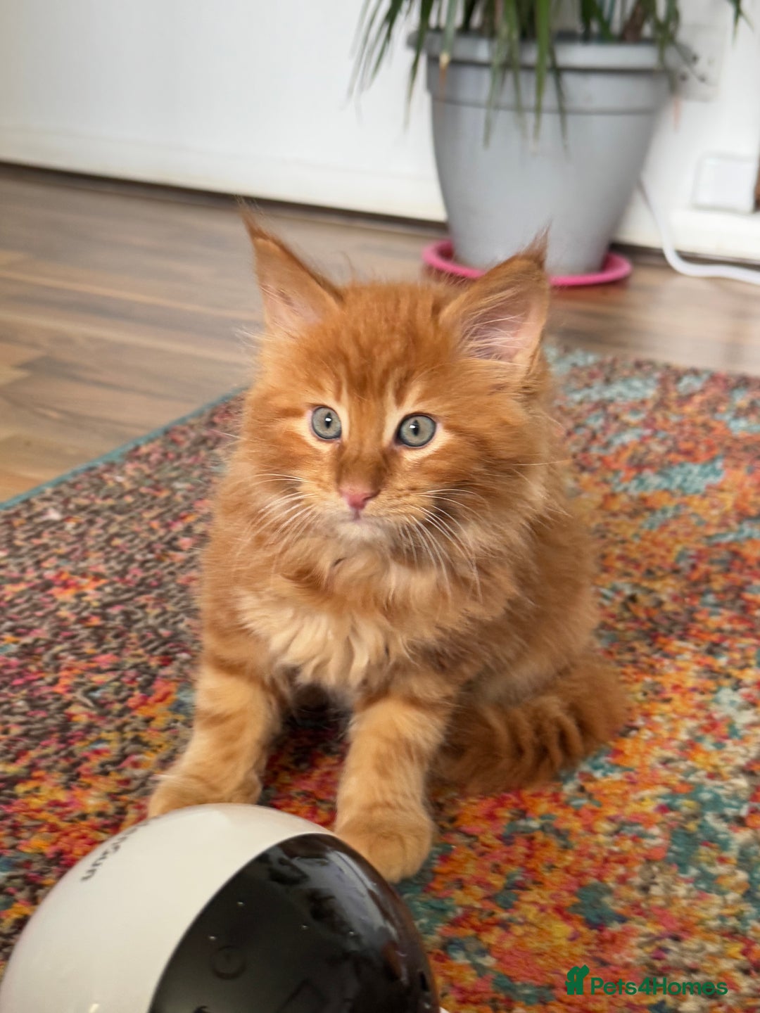 Maine Coon cats for sale: Cross Maine coon for sale  - Image 2