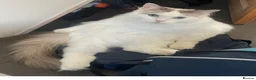 Ragdoll cats for sale: 2 Beautiful Ragdoll siblings for re-homing  - Advert 7