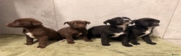 Mixed Breed dogs for sale: SURPRISE SURPRISE  - Advert 8