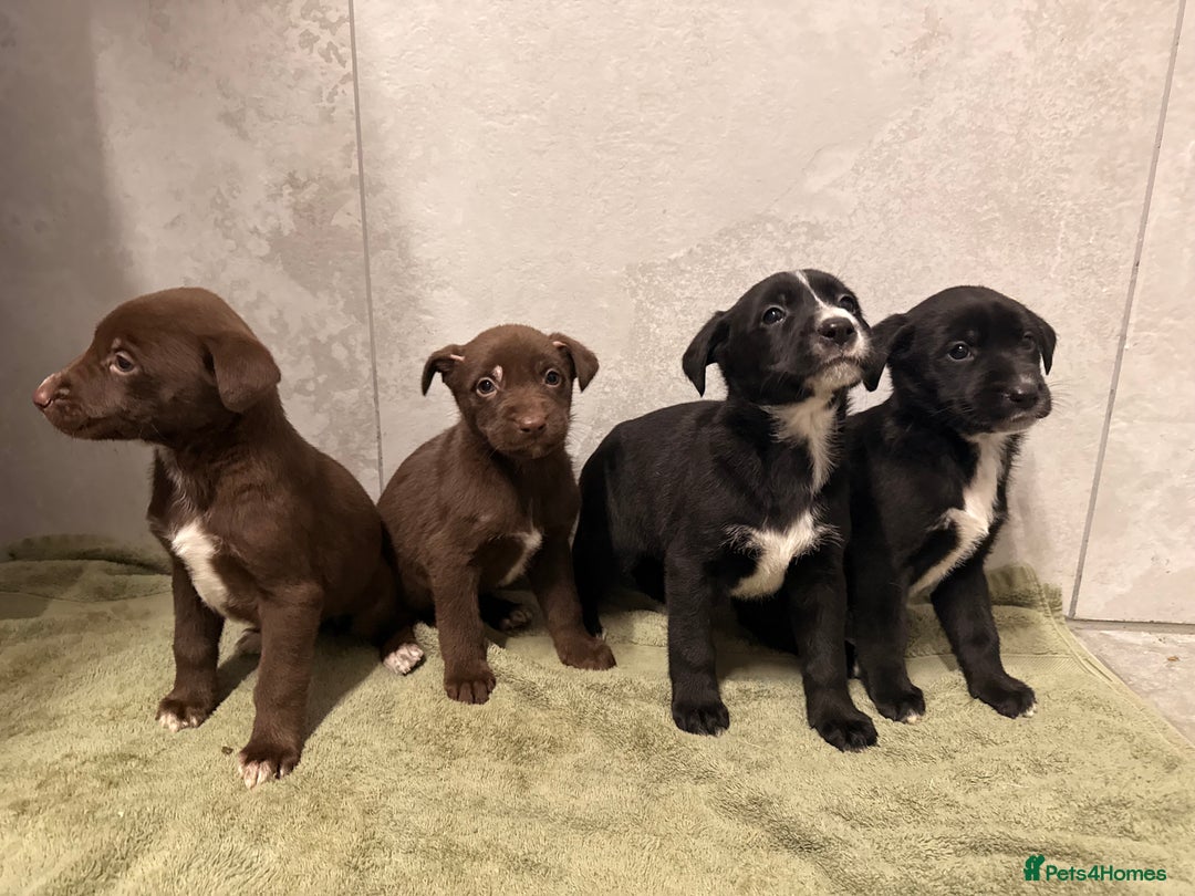 Mixed Breed dogs for sale: SURPRISE SURPRISE  - Advert 8