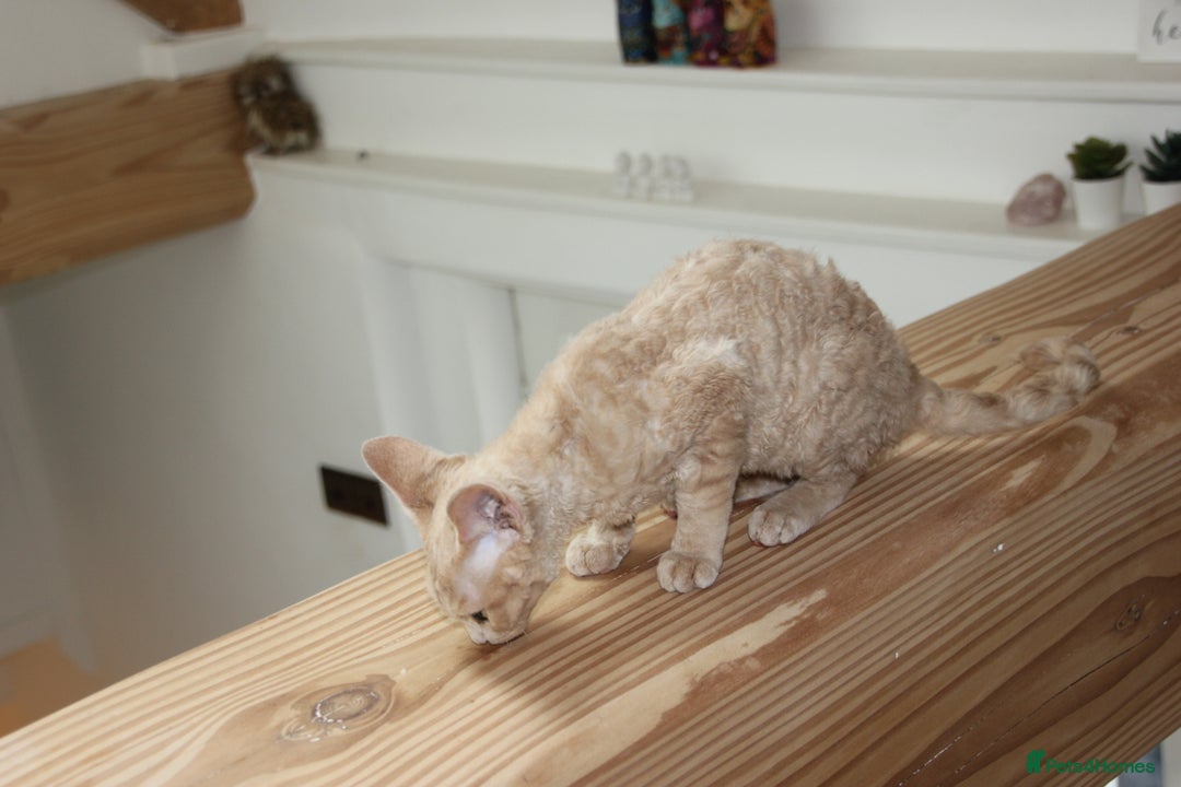 Devon Rex cats for sale: 1 girl left. Stunning Devon Rex GCCF kittens  - Image 33