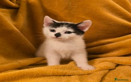 Mixed Breed cats for sale: 4 boys and 2 girls Family-Raised, Well-Socialised  - Image 30