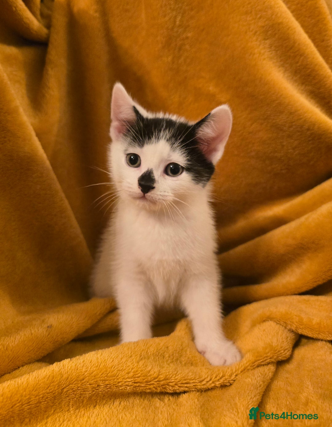 Mixed Breed cats for sale: 4 boys and 2 girls Family-Raised, Well-Socialised  - Image 30