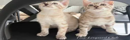 Bengal cats for sale: Stunning Snow Bengals - TICA Full Pedigree  - Advert 8