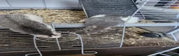 Rat rodents for sale: 2x female rats and cage - Advert 4