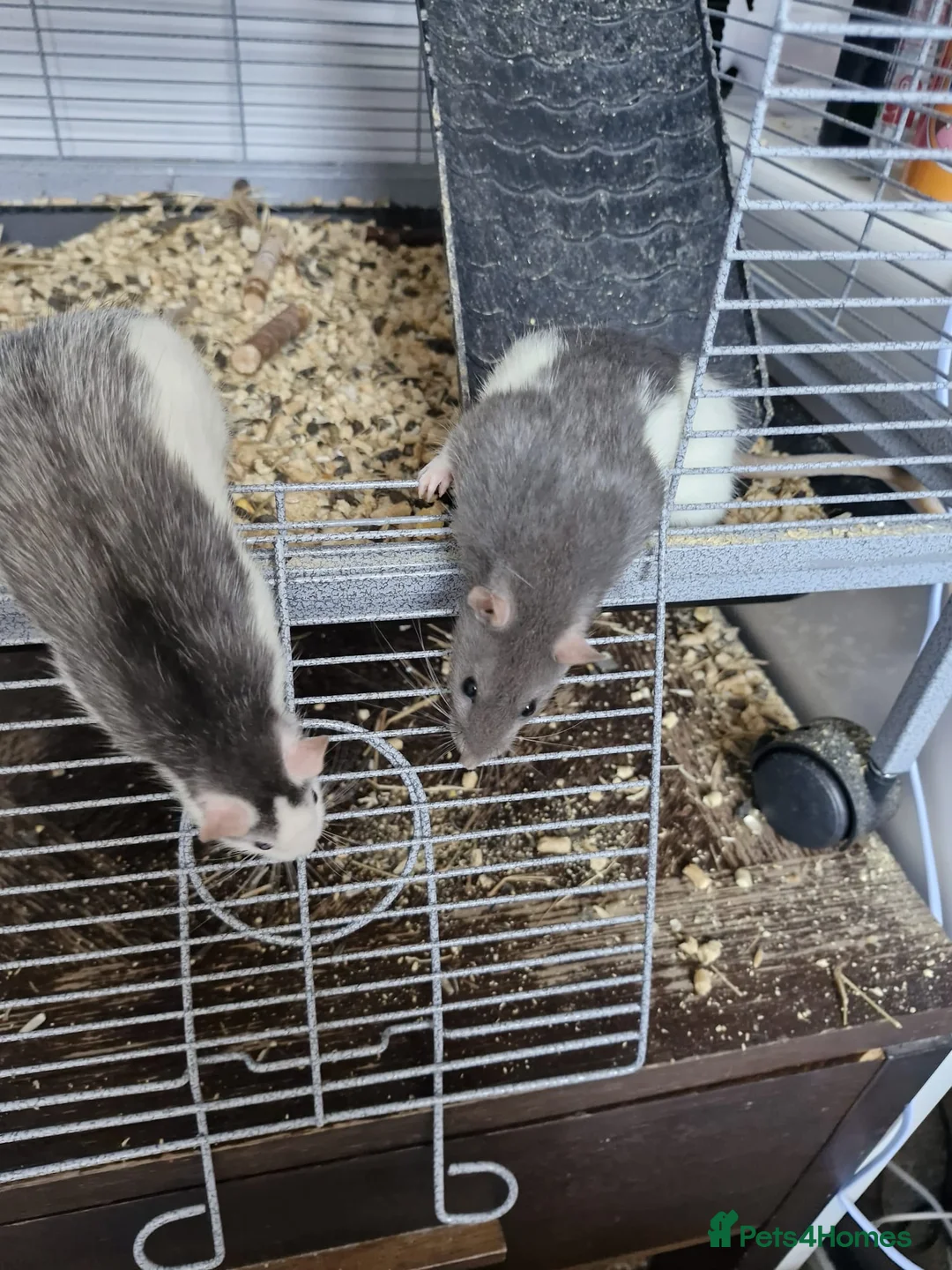 Rat rodents for sale: 2x female rats and cage - Advert 4