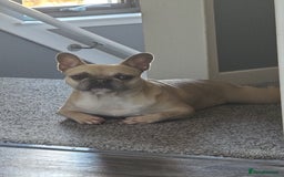 French Bulldog dogs for sale: French Bulldog - Image 1