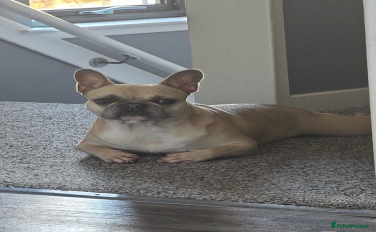 French Bulldog dogs - Advert 1