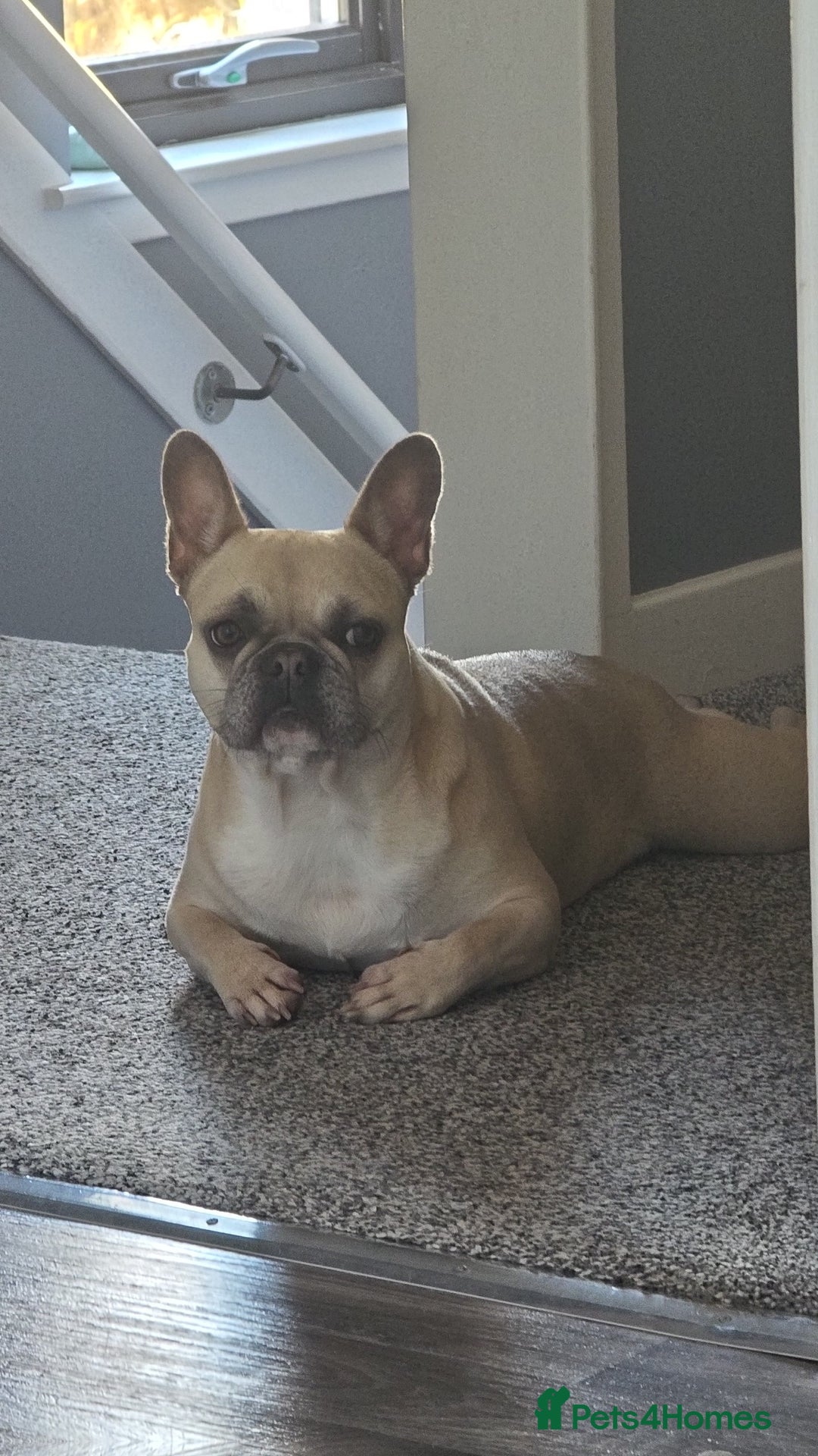 French Bulldog dogs for sale: French Bulldog - Image 1