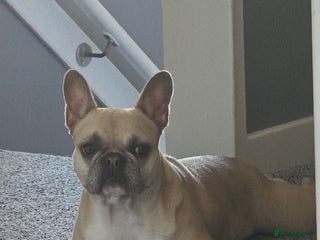 French Bulldog dogs for sale - Advert 1