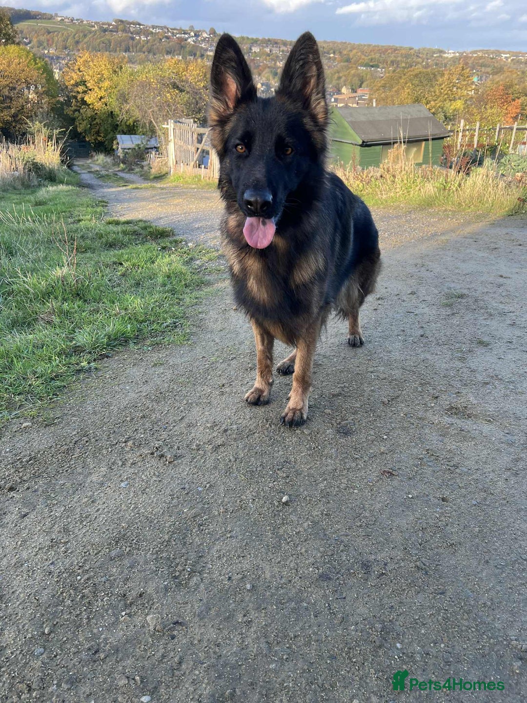 German Shepherd dogs for sale: Beautiful German Shepherd Girl  - Advert 2