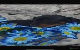 Dachshund dogs for sale: KC registration dachshund  - Image 6