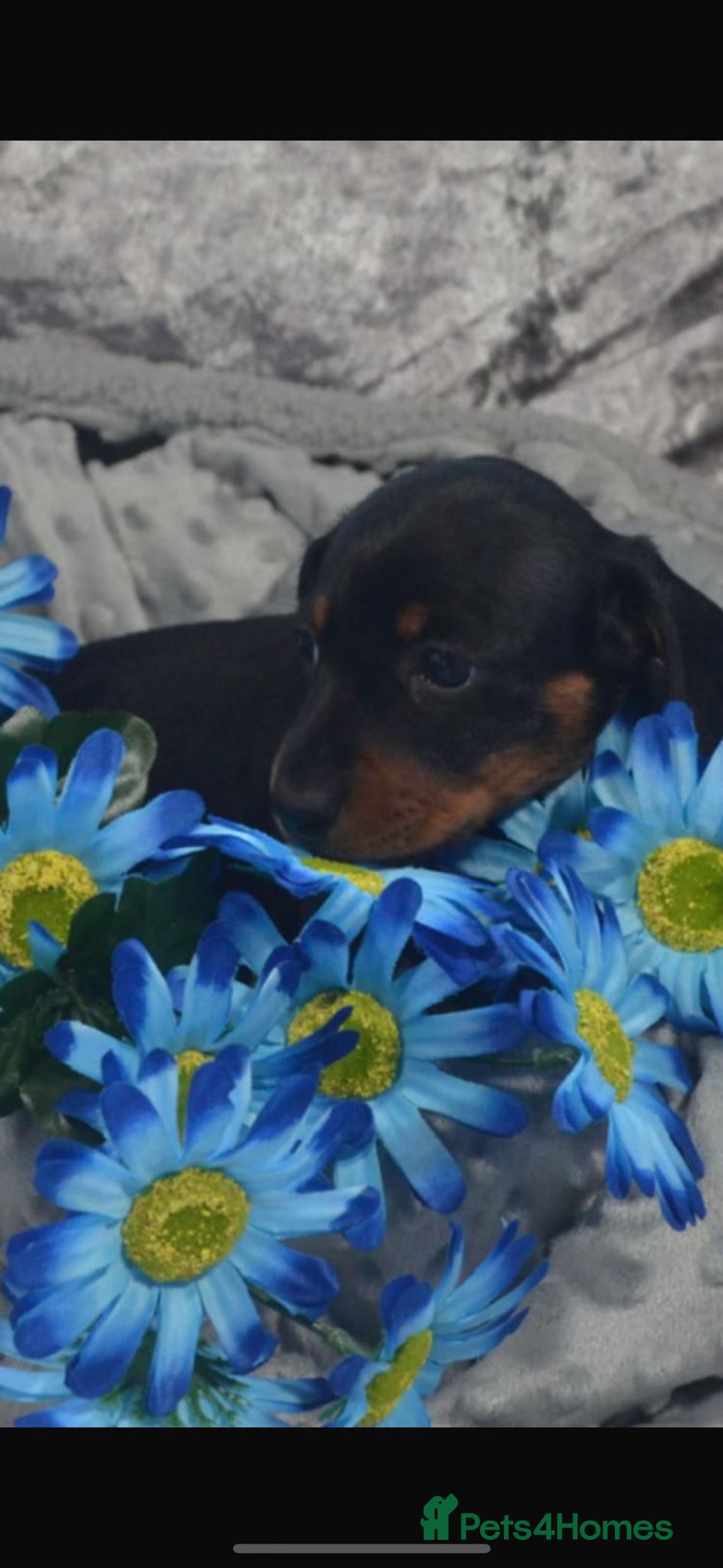 Dachshund dogs for sale: KC registration dachshund  - Image 6