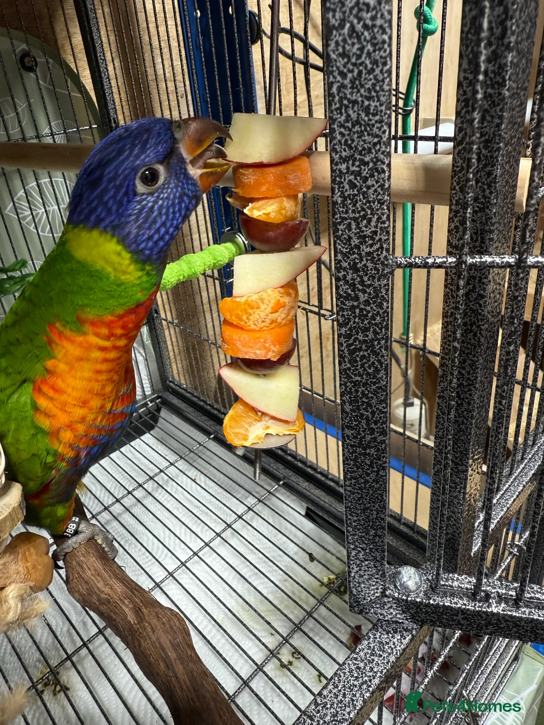 Lorikeets birds for sale: Rainbow Lorikeet - Advert 2