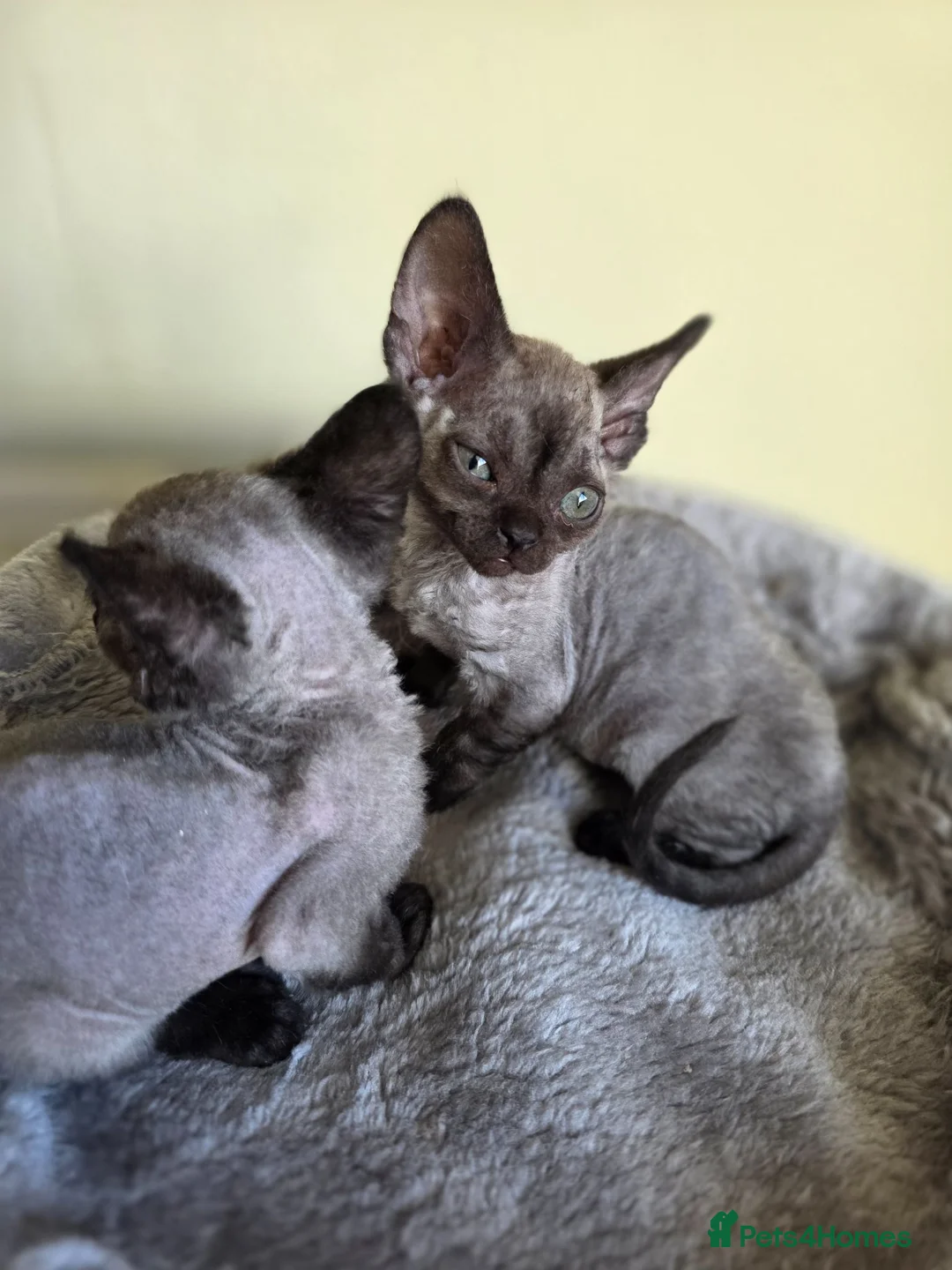 Devon Rex cats for sale: Pedigree TICA Registered Devon Rex  - Advert 12