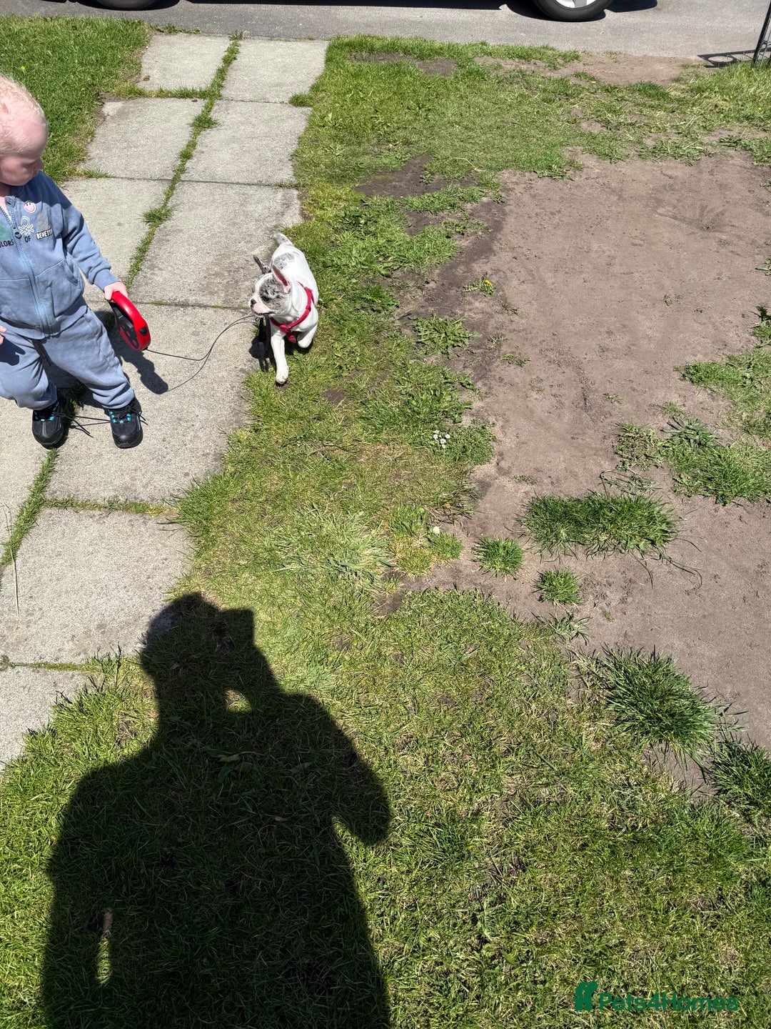 French Bulldog dogs for sale: Female French bulldog  - Image 2