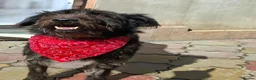 Mixed Breed dogs for adoption: Forever home needed for dear Tim - Advert 5