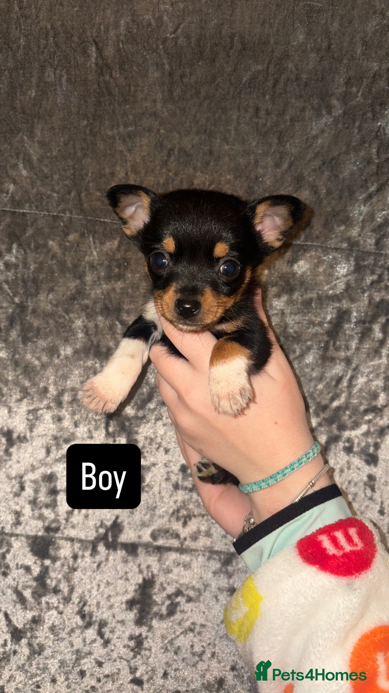 Mixed Breed dogs 3 beautiful puppies  - Advert 3