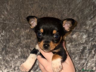 Mixed Breed dogs 3 beautiful puppies - Advert 3