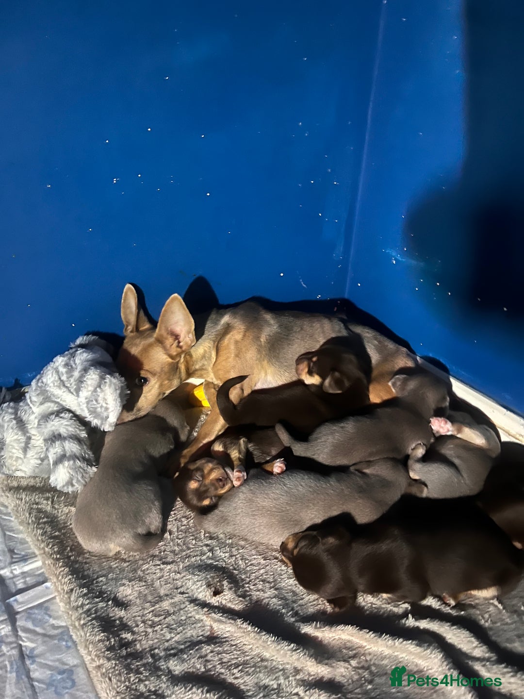 Jack Russell dogs for sale: Wenlock Jack Russell puppies  - Image 9