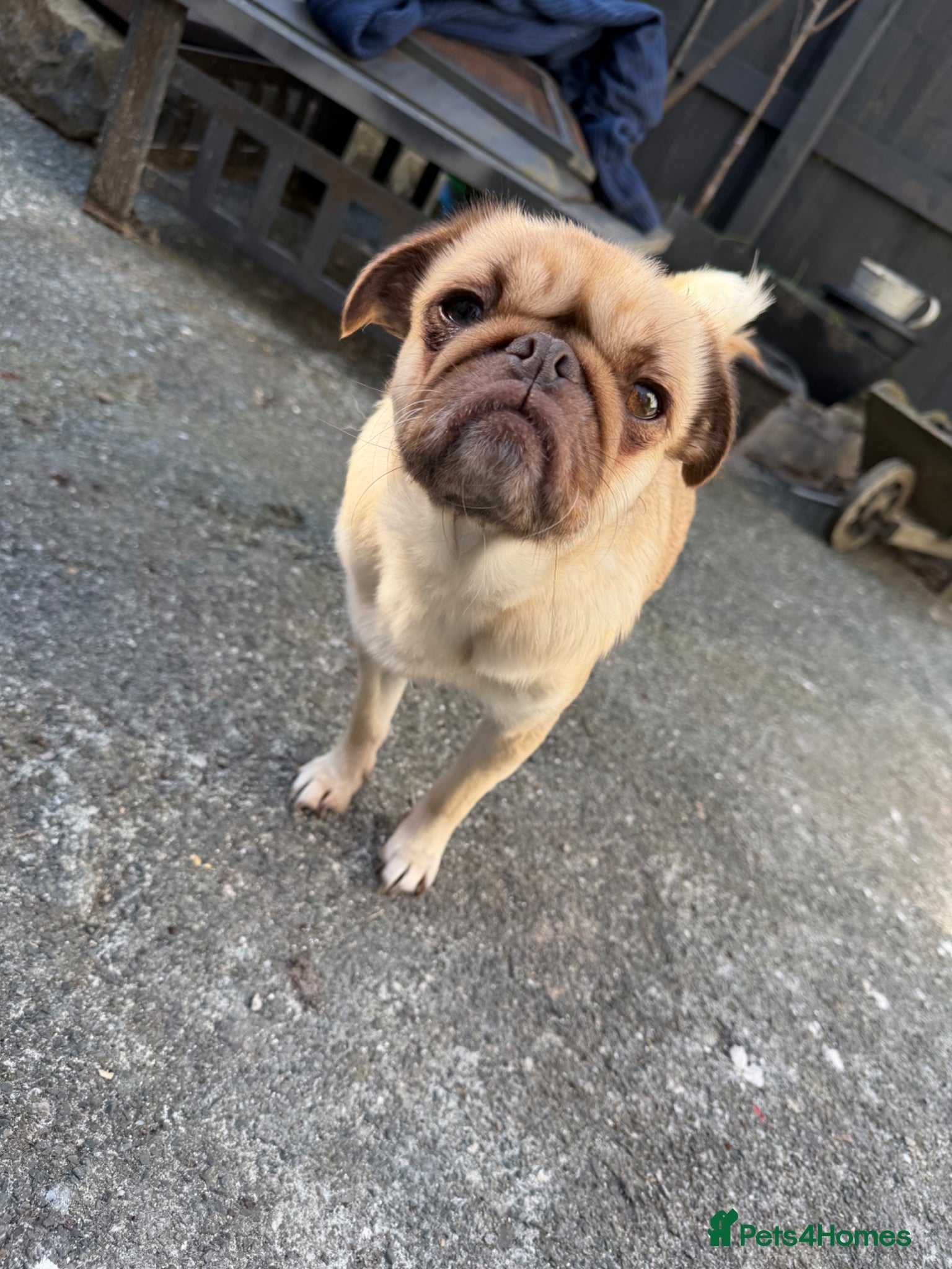 Mixed Breed dogs Pug Cross Puppies  - Advert 1